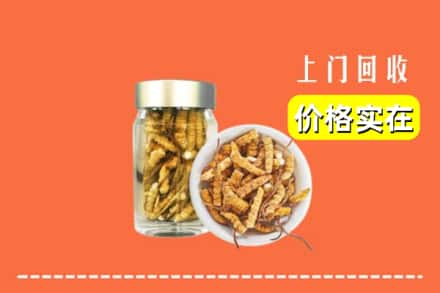 南宁市马山回收散虫草